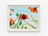 Large Poppies by Alexis Rockman contemporary artwork works on paper