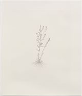 Field Forget-Me-Not Out of Place by Michael Landy contemporary artwork print