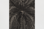 Tiago Tebet contemporary artist