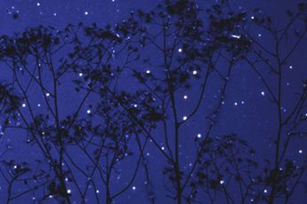 Susan Derges contemporary artist
