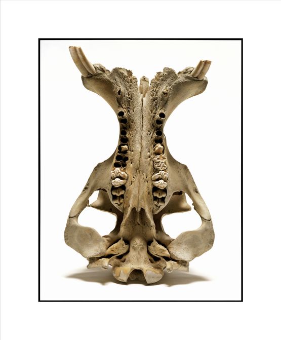Skull by David Bailey contemporary artwork Photography