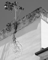 Painted Roots by Anastasia Samoylova contemporary artwork photography