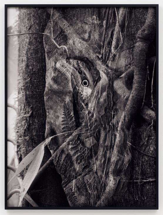 Sun Sets in Stone  Alethopteris - Esmeraldas 16.0s by Julian Charriere contemporary artwork Print