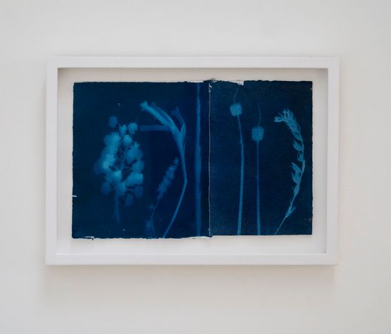 Cyanotype 1 by Perla Krauze contemporary artwork Photography