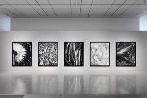 Robert Longo