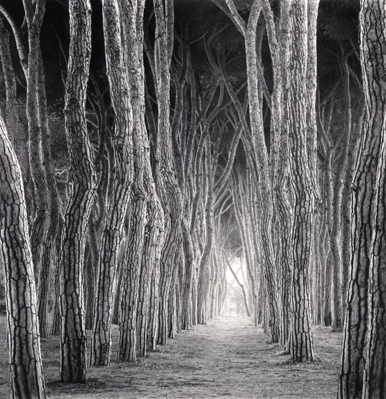 Stone Pine Tunnel Pineto Abruzzo Italy by Michael Kenna contemporary artwork Photography