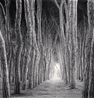 Stone Pine Tunnel Pineto Abruzzo Italy by Michael Kenna contemporary artwork Photography