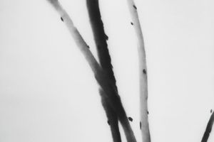 Zhou Tiehai