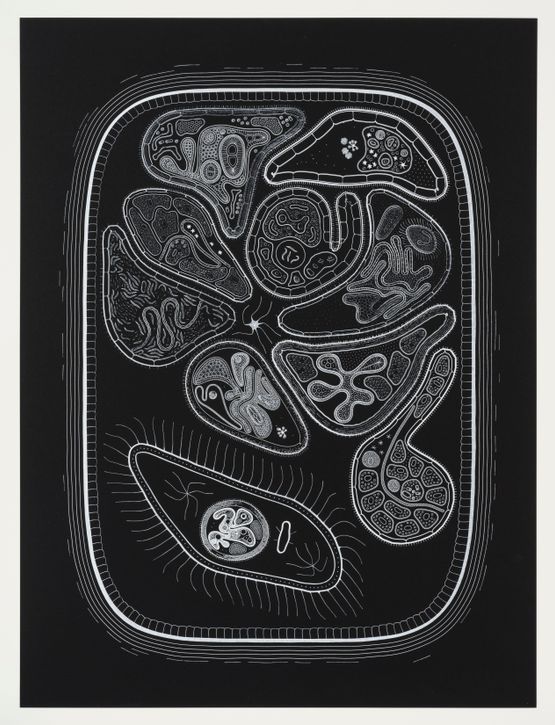 Zoofolium 01 by Golan Levin contemporary artwork Drawing