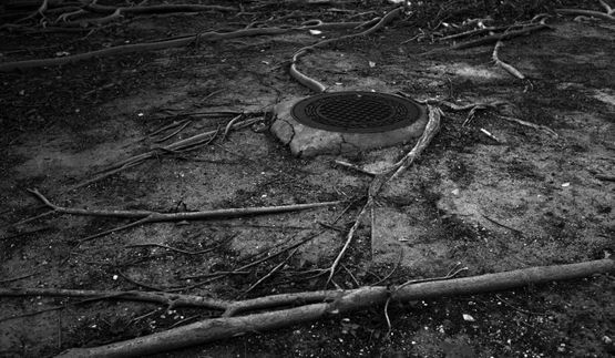 Roots by Anastasia Samoylova contemporary artwork Photography