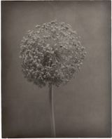 Allium I by Walter Schels contemporary artwork photography