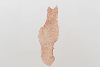 Sofia Fernandez Diaz contemporary artist