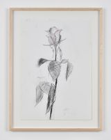 Rose 47 by Sabine Moritz contemporary artwork works on paper