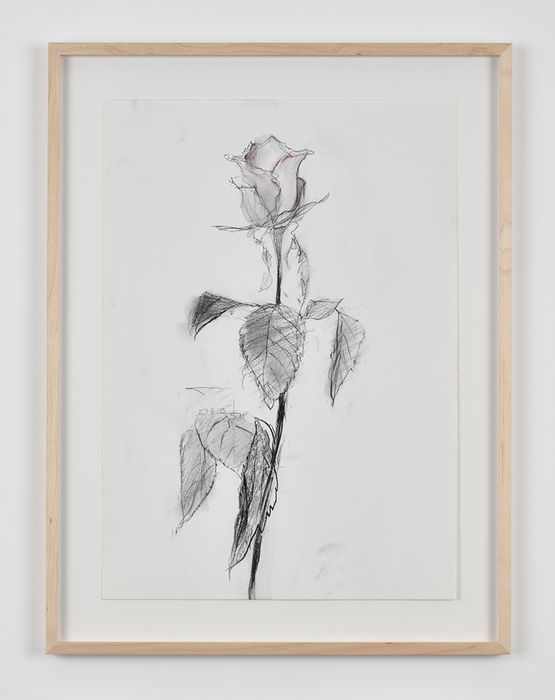 Rose 47 by Sabine Moritz contemporary artwork Works on Paper