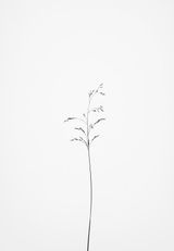 Festuca alpina Alpenschwingel by Peter Mathis contemporary artwork photography print