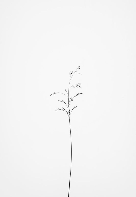 Festuca alpina Alpenschwingel by Peter Mathis contemporary artwork Photography