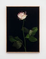 Venetian Rose XVIII by Eric Baudelaire contemporary artwork photography print