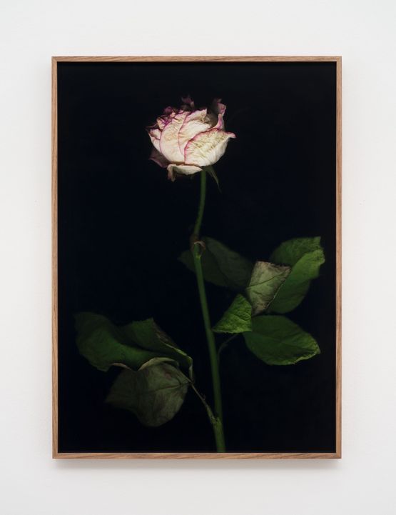 Venetian Rose XVIII by Eric Baudelaire contemporary artwork Photography