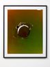 Cerebration by Justine Varga contemporary artwork Photography