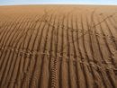 Tracks from Insects Plus Two Lizards and One Mouse Morocco by Lucas Foglia contemporary artwork Print