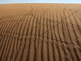 Tracks from Insects Plus Two Lizards and One Mouse Morocco by Lucas Foglia contemporary artwork print
