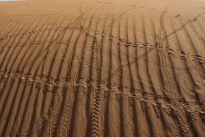 Lucas Foglia
