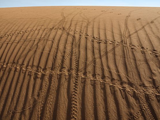 Tracks from Insects Plus Two Lizards and One Mouse Morocco by Lucas Foglia contemporary artwork Print
