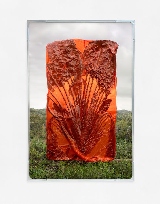 We Were All Naked Travellers Tree by Julius Von Bismarck contemporary artwork Photography