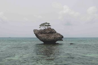 Robert Zhao Renhui contemporary artist