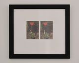 Tulips by Margaret Tait contemporary artwork photography