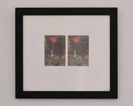 Tulips by Margaret Tait contemporary artwork Photography