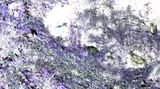 Heartbeat Wind Sways Grass by Chen Xiaoyi contemporary artwork moving image