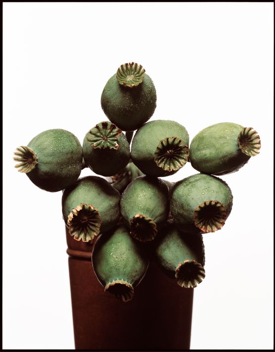 Poppy Heads by David Bailey contemporary artwork Photography
