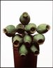 Poppy Heads by David Bailey contemporary artwork Photography