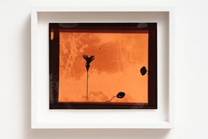 Fiona Clark