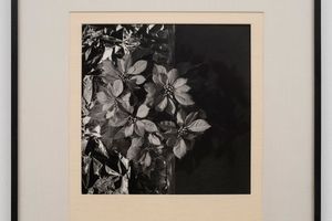 Robert Mapplethorpe