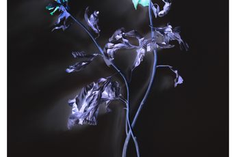 Axel Hutte contemporary artist