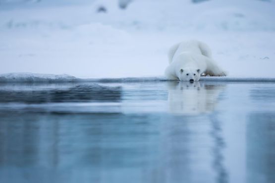 A Polar Drink by Michel Zoghzoghi contemporary artwork Print
