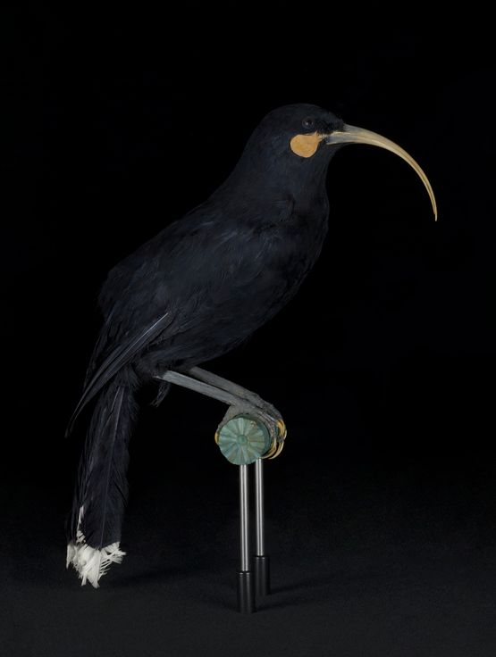 Manawarahi Female Huia MTG Hawkes Bay by Fiona Pardington contemporary artwork Photography