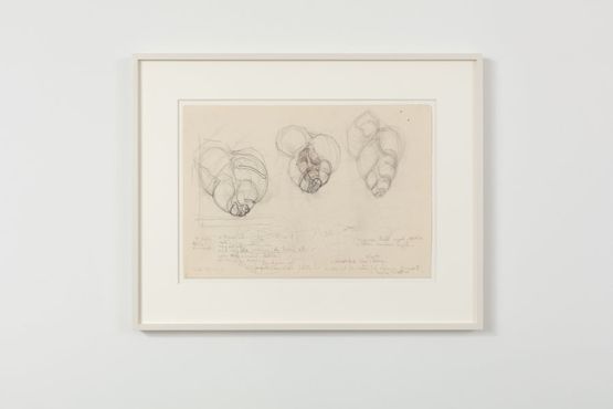 Untitled Shells by Stefan Bertalan contemporary artwork Works on Paper