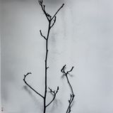 Whispers of Trees-Magnolia-The Universe in a Nutshell by Chu Chu contemporary artwork photography works on paper