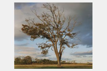Contemporary art exhibition Naoya Hatakeyama Tsunami Trees at Taka Ishii Gallery Complex665 Tokyo Japan