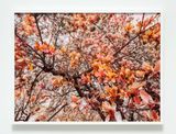 Bloom a4826d by Trevor Paglen contemporary artwork photography