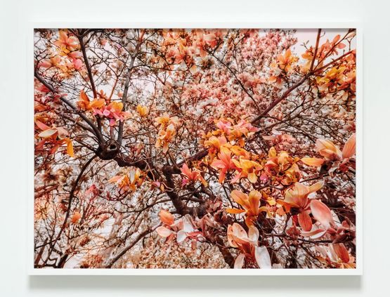 Bloom a4826d by Trevor Paglen contemporary artwork Photography