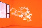 Pink Daisies Amber Room by Diana Thater contemporary artwork Moving Image