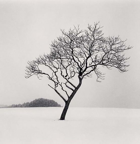 Blackstone Hill Tree Hokkaido Japan. by Michael Kenna contemporary artwork Photography
