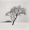 Blackstone Hill Tree Hokkaido Japan. by Michael Kenna contemporary artwork Photography
