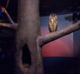 Owl and dusky light by Eric Pillot contemporary artwork photography