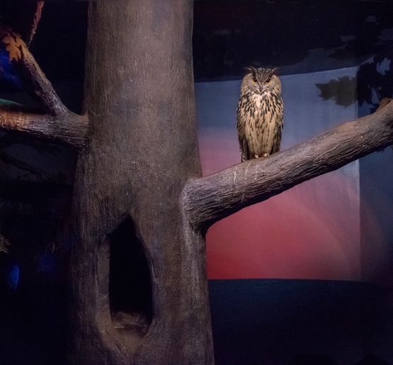 Owl and dusky light by Eric Pillot contemporary artwork Photography