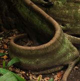 Ouroboros by Marcos Chaves contemporary artwork photography